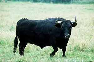 Dexter: CATTLE - BLACK DEXTER BULL, Standing in a field