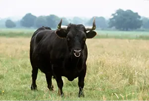 Rings: CATTLE - BLACK DEXTER BULL, Standing in field