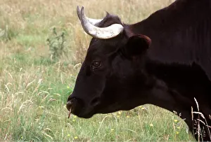 Dexter: CATTLE - BLACK DEXTER BULL, side view of head