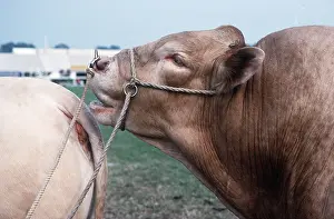 Blonde: Cattle - Blonde d'Aqiutaine Bull - With cow