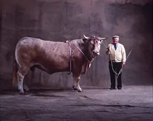 Farmers: CATTLE - Blonde D'aquitaine, Bull