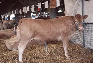 Blonde: CATTLE - Blonde D'Aquitaine cow