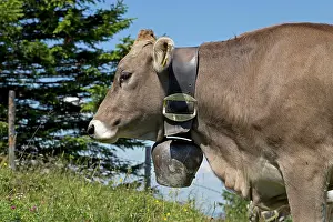 Cowbell: Cattle (Bos), Brunnenau-Scharte, Hochgrat near Steibis