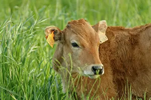 Taurus: Cattle (Bos taurus) - calf on grassland - Oviedo