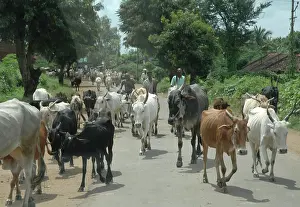 Zebu: Cattle (Brahmin, zebu) - walking from Indian village