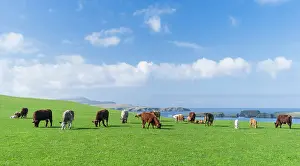 Archipelago: Cattle breeding, Shetland Islands, Scotland