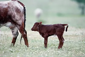 Bullock: Cattle - bull calf for beef breeding
