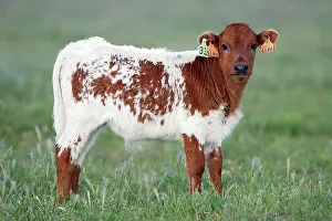 Tags: Cattle - bull calf with ear tags, beef cattle breed