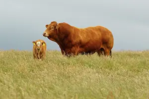 Domestics: Cattle bull and calf grazing Scotland, United Kingdom