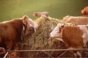 Anthony Harrison: CATTLE - Bull & cow by hay feeder