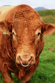 James Marchington: CATTLE - BULL wearing nose ring