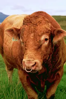 James Marchington: CATTLE - BULL wearing nose ring