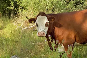 Bullock: Cattle Bullock covered with flies grazing Powerstock