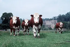 Bulls: CATTLE - BULLOCKS