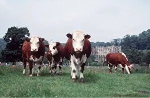 Bullock: Cattle - Bullocks
