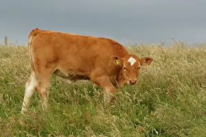 Domestics: Cattle calf grazing Scotland, United Kingdom