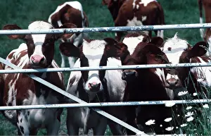 Gates: CATTLE - calves at farm gate