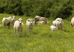 Pastural: Cattle with calves in lush flowery pasture with buttercups