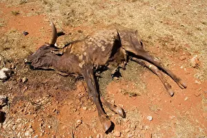 Casualties: Cattle - Carcass of dead cow in drought region near Voi
