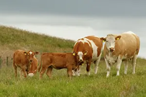 Domestics: Cattle cattle grazing Scotland, United Kingdom