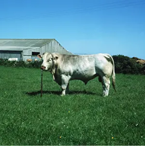 Charolais: Cattle - Charolais Bull