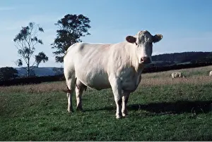 Charolais: CATTLE - Charolais cow