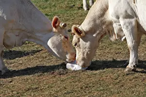 Zoopharmacognosy: Cattle - Charolais cow - eating salt block