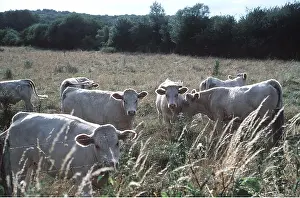 Charolais: CATTLE - Charolais herd