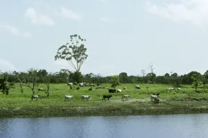 Cleared: Cattle in a Cleared Area, Brazil