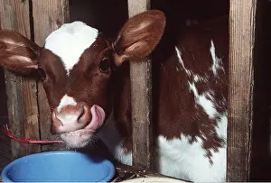 R T Smith: Cattle / cow - calf licking its face with tongue veal calf