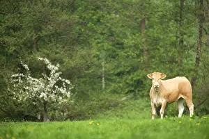 Blonde: Cattle - cow in field - Blonde d'aquitaine