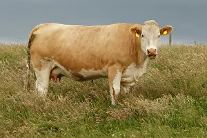 Domestics: Cattle cow grazing Scotland, United Kingdom