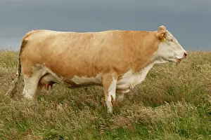 Domestics: Cattle cow grazing Scotland, United Kingdom