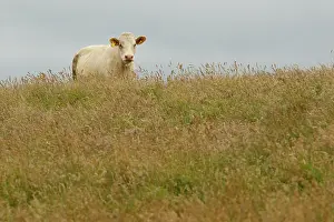 Domestics: Cattle cow grazing Scotland, United Kingdom