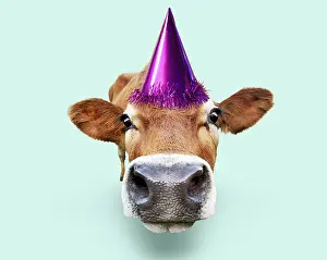 161018: Cattle, cow leaning forward, wearing Birthday party hat