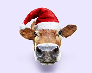 161018: Cattle, cow leaning forward, wearing Father Christmas hat