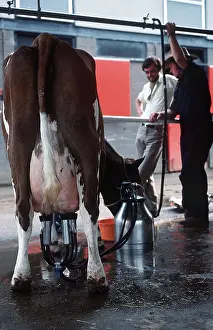 Farmers: CATTLE - Cow being milked
