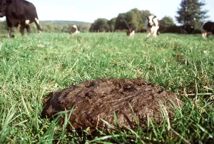 Level: CATTLE - cow pat and cows