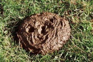 Faeces: CATTLE - COW PAT ON GRASS