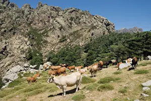 Corsican: Cattle - Cows in corsican mountain