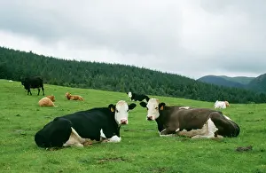 Ardea London: CATTLE - Cows lying down and chewing cud