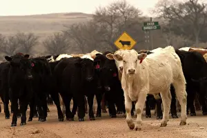 Signs: Cattle Crossing