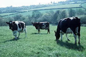 Ardea London: CATTLE - DAIRY COWS