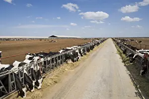 Multitudes: Cattle dairy farming in Riverdale California USA