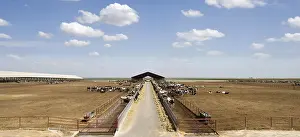 Infinite: Cattle dairy farming in Riverdale California USA