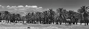Foothill: Cattle among Date Palms, Coachella Valley, California, USA