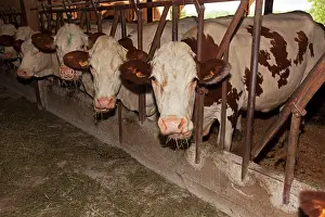 Diary: Cattle - diary cows