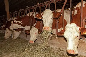 Diary: Cattle - diary cows