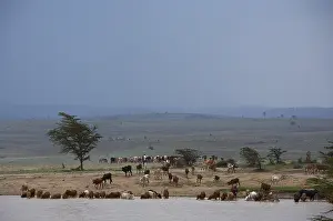 Massai: Cattle drinking on the river Masai Mara Reserve Kenya