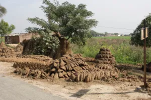 Faeces: Cattle dung formed into circular shapes and drying